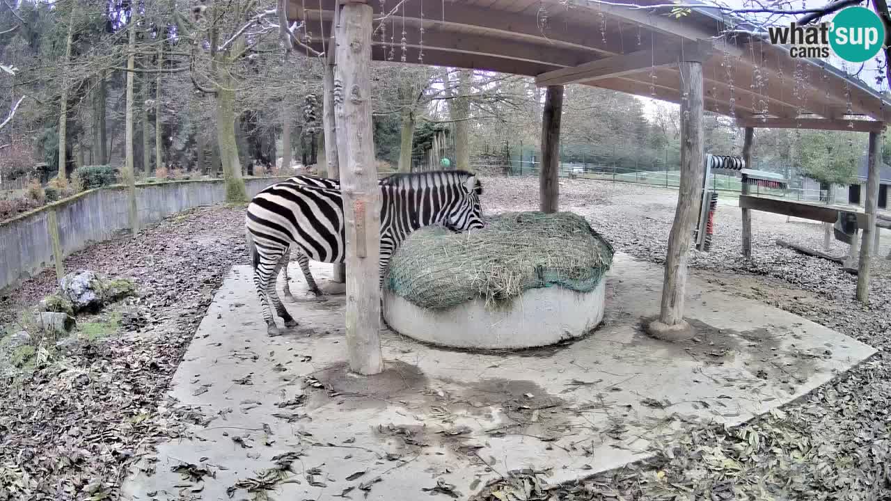 Live Webcam Zebras in Ljubljana ZOO – Slowenien