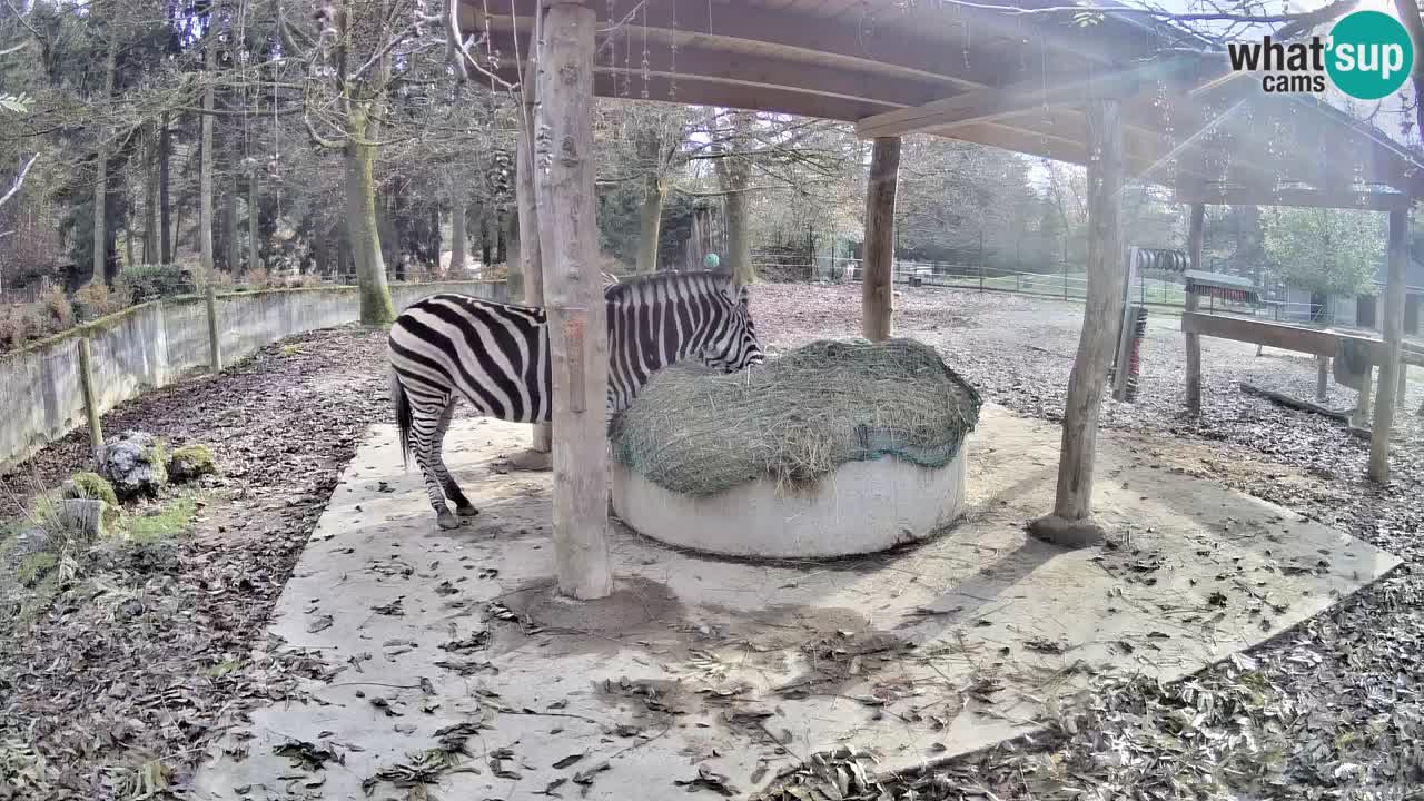 Le Zebre nello ZOO di Ljubljana – Slovenia Live webcam