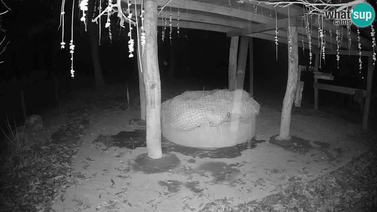 Live Webcam Zebras in Ljubljana ZOO – Slowenien