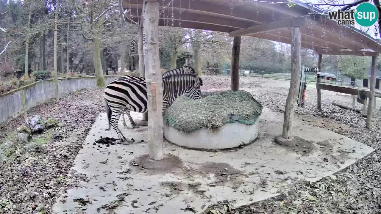 Live Webcam Zebras in Ljubljana ZOO – Slowenien