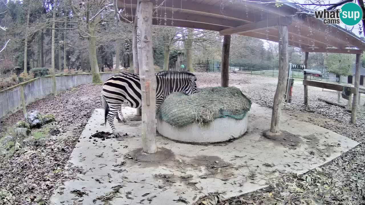 Live Webcam Zebras in Ljubljana ZOO – Slowenien