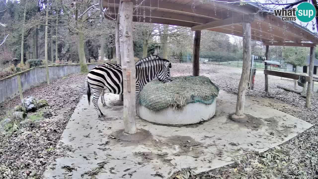 Web kamera uživo Zebras u ZOO Ljubljana – Slovenija