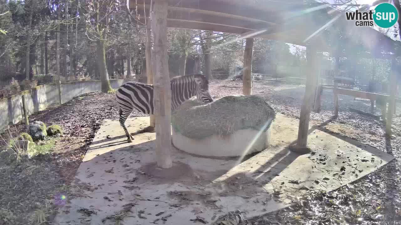 Web kamera uživo Zebras u ZOO Ljubljana – Slovenija