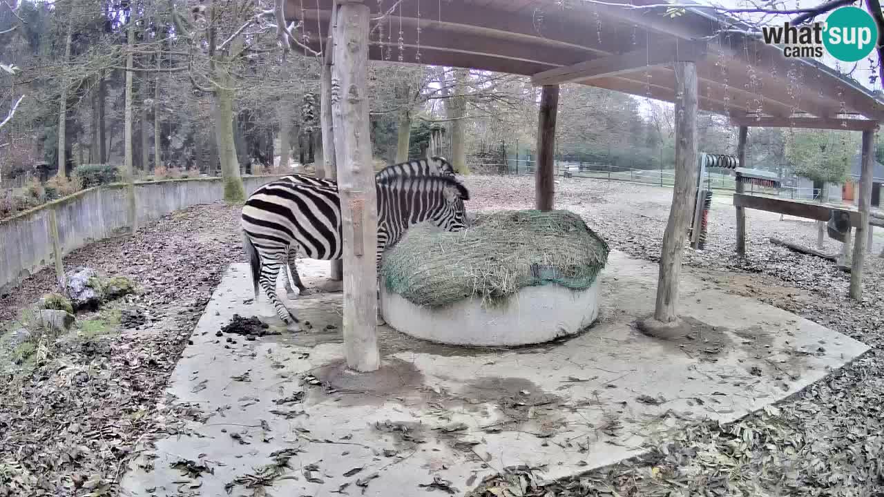 Live Webcam Zebras in Ljubljana ZOO – Slowenien