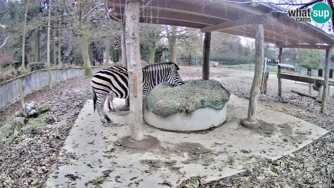 Live Webcam Zebras in Ljubljana ZOO – Slowenien