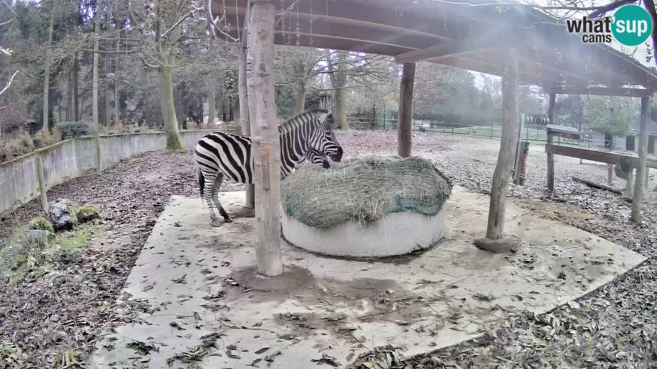 Live Webcam Zebras in Ljubljana ZOO – Slowenien