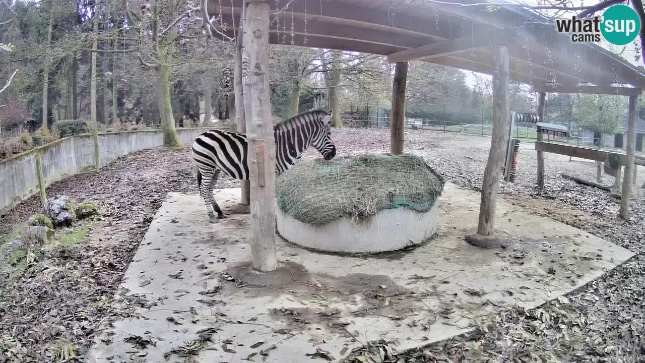 Live Webcam Zebras in Ljubljana ZOO – Slowenien