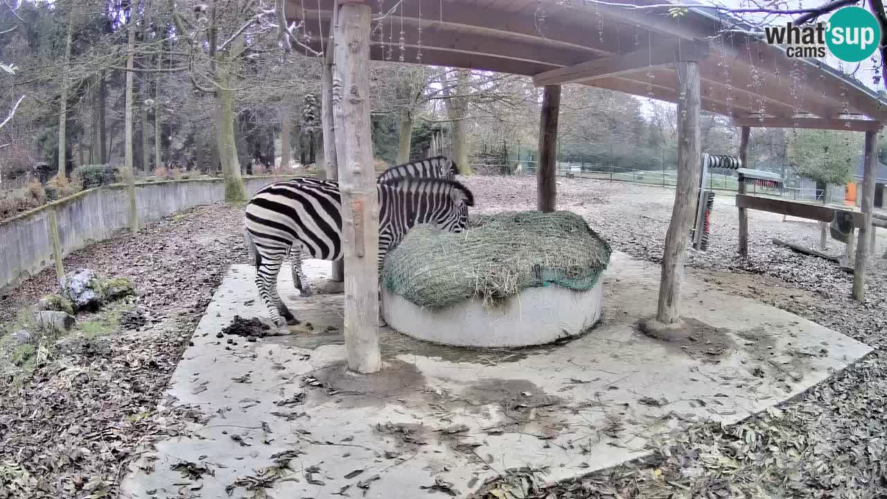 Zebre v živo v živalskem vrtu Ljubljana ZOO spletne kamere