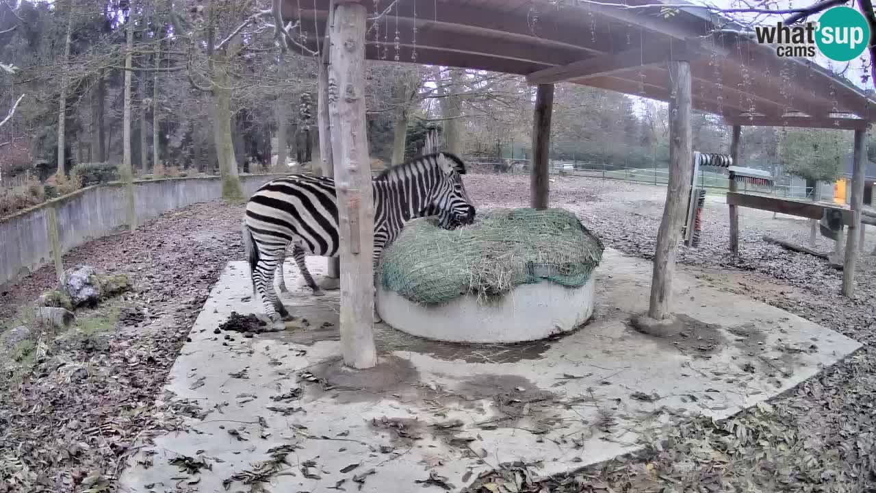 Live Webcam Zebras in Ljubljana ZOO – Slowenien