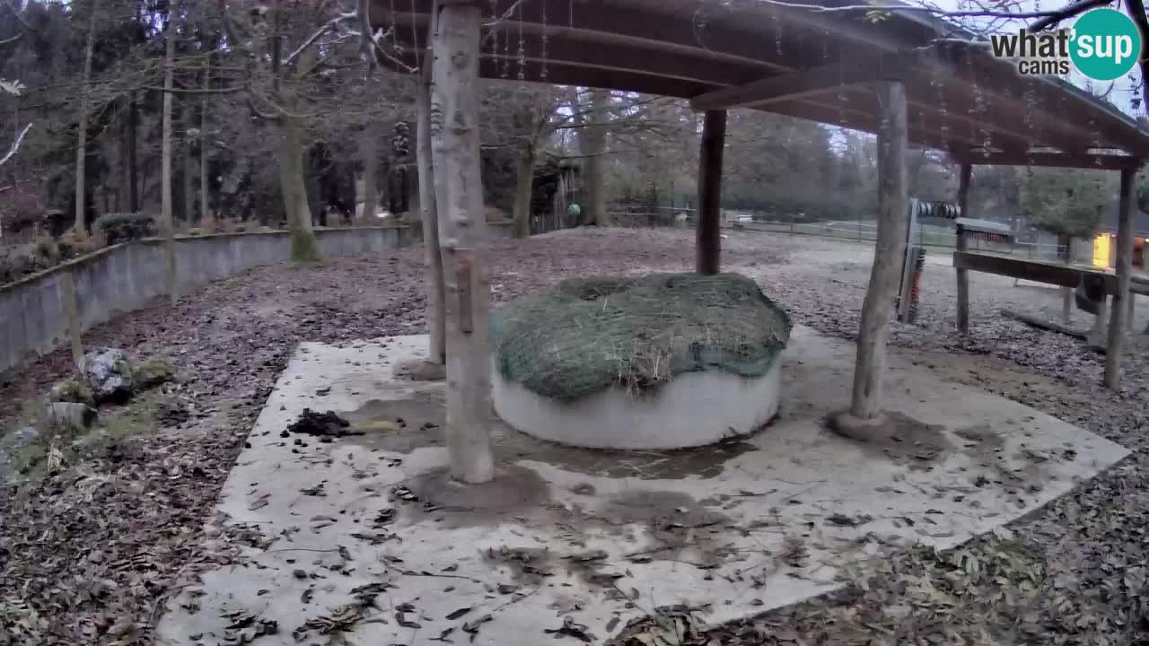 Live Webcam Zebras in Ljubljana ZOO – Slowenien