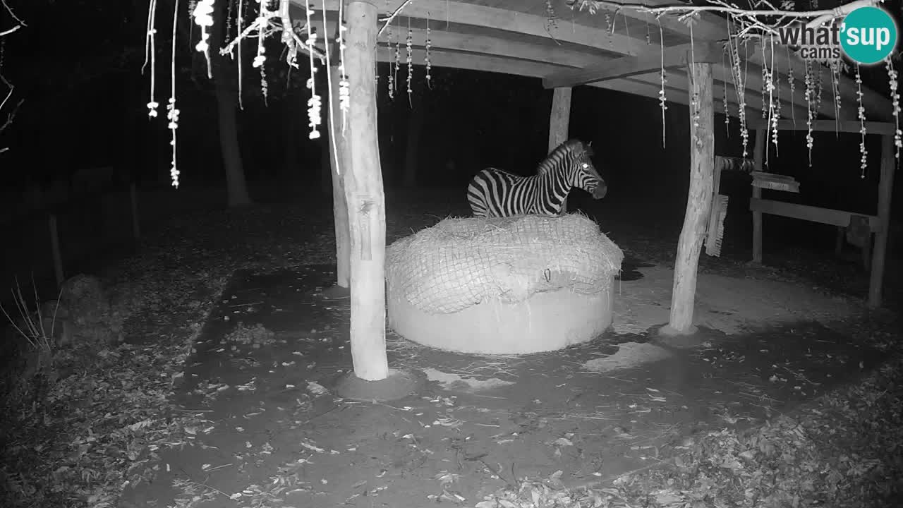 Zebre v živo v živalskem vrtu Ljubljana ZOO spletne kamere