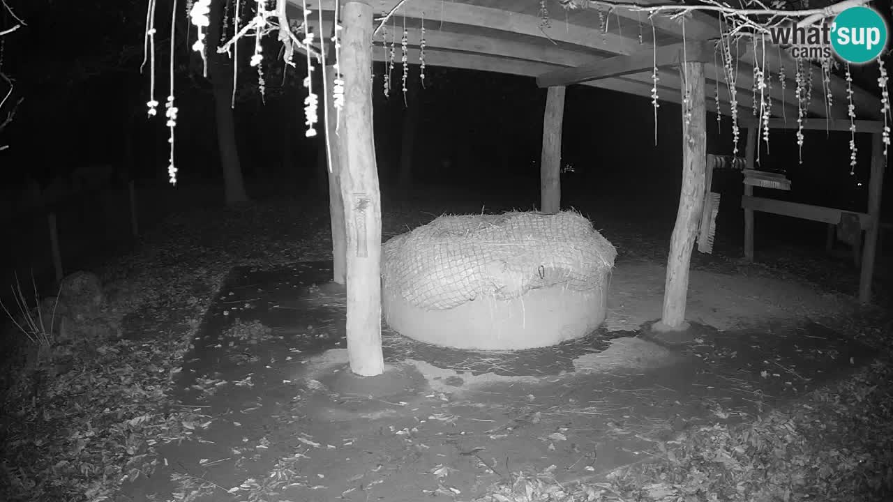 Live Webcam Zebras in Ljubljana ZOO – Slowenien