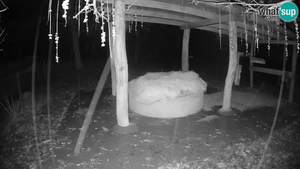 Live Webcam Zebras in Ljubljana ZOO – Slowenien