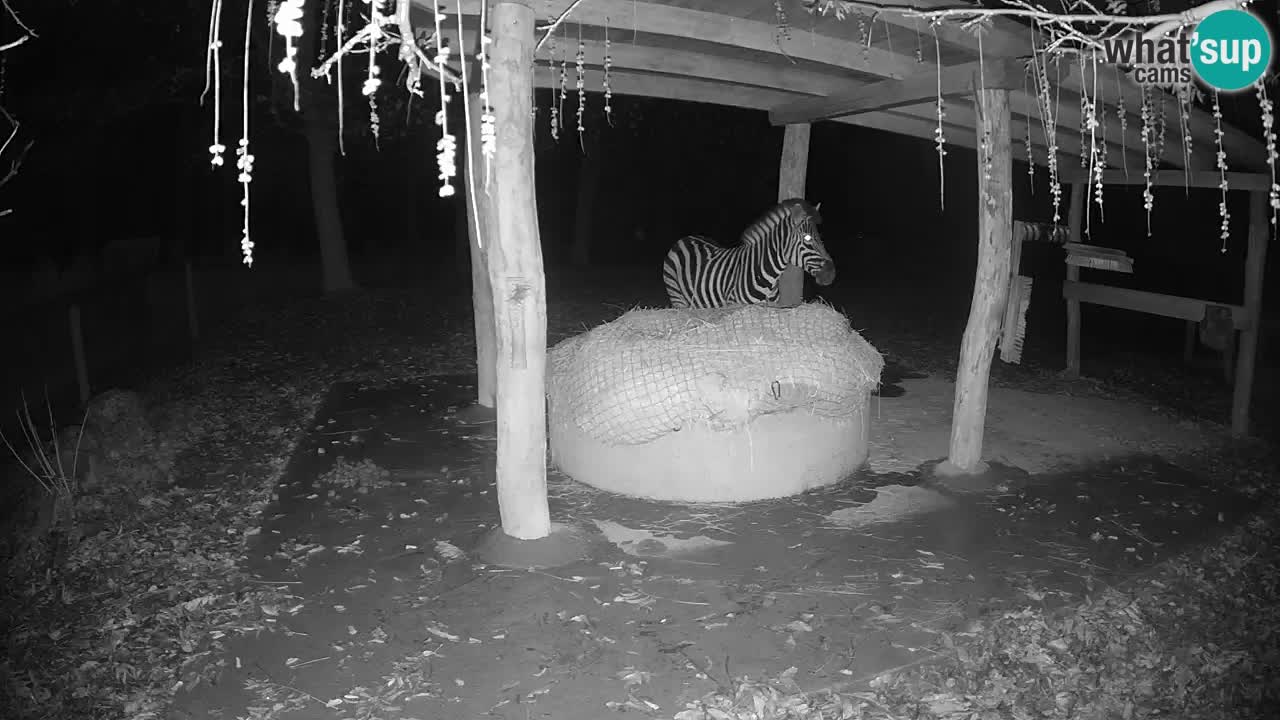 Camera en vivo Cebras in Ljubljana ZOO – Eslovenia