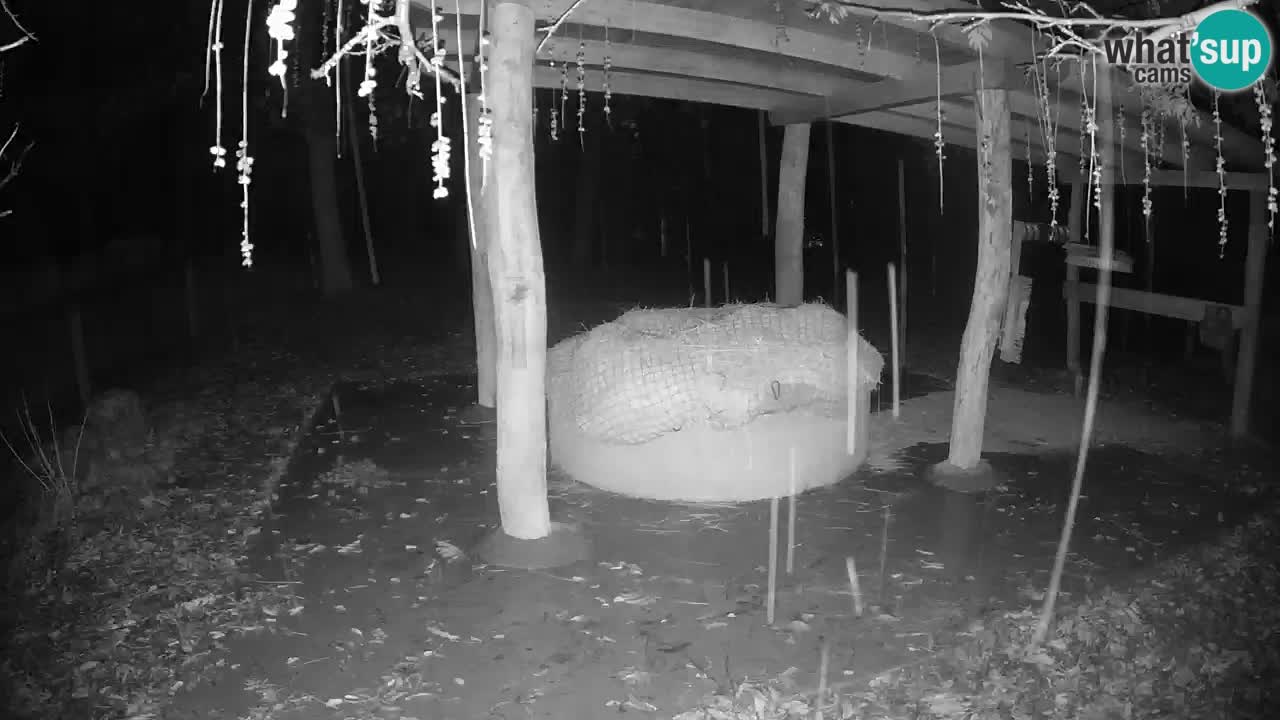 Live Webcam Zebras in Ljubljana ZOO – Slowenien