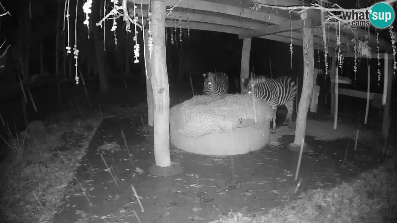 Web kamera uživo Zebras u ZOO Ljubljana – Slovenija