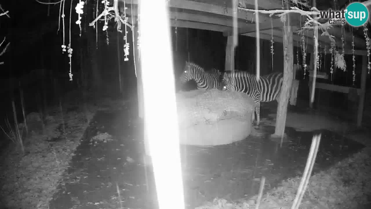 Live Webcam Zebras in Ljubljana ZOO – Slowenien