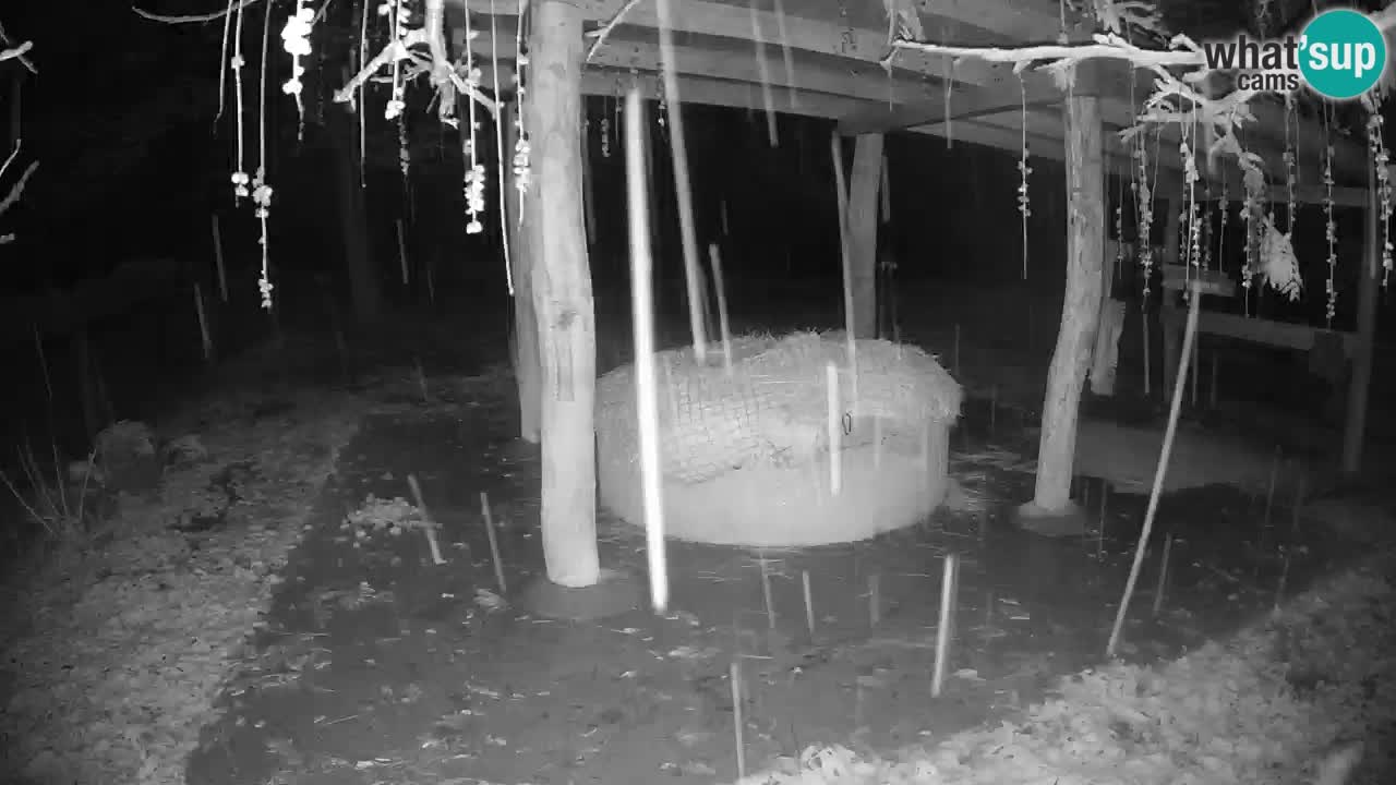 Le Zebre nello ZOO di Ljubljana – Slovenia Live webcam