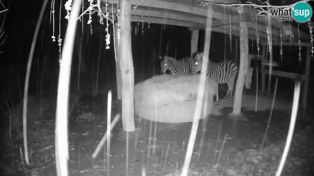 Live Webcam Zebras in Ljubljana ZOO – Slowenien