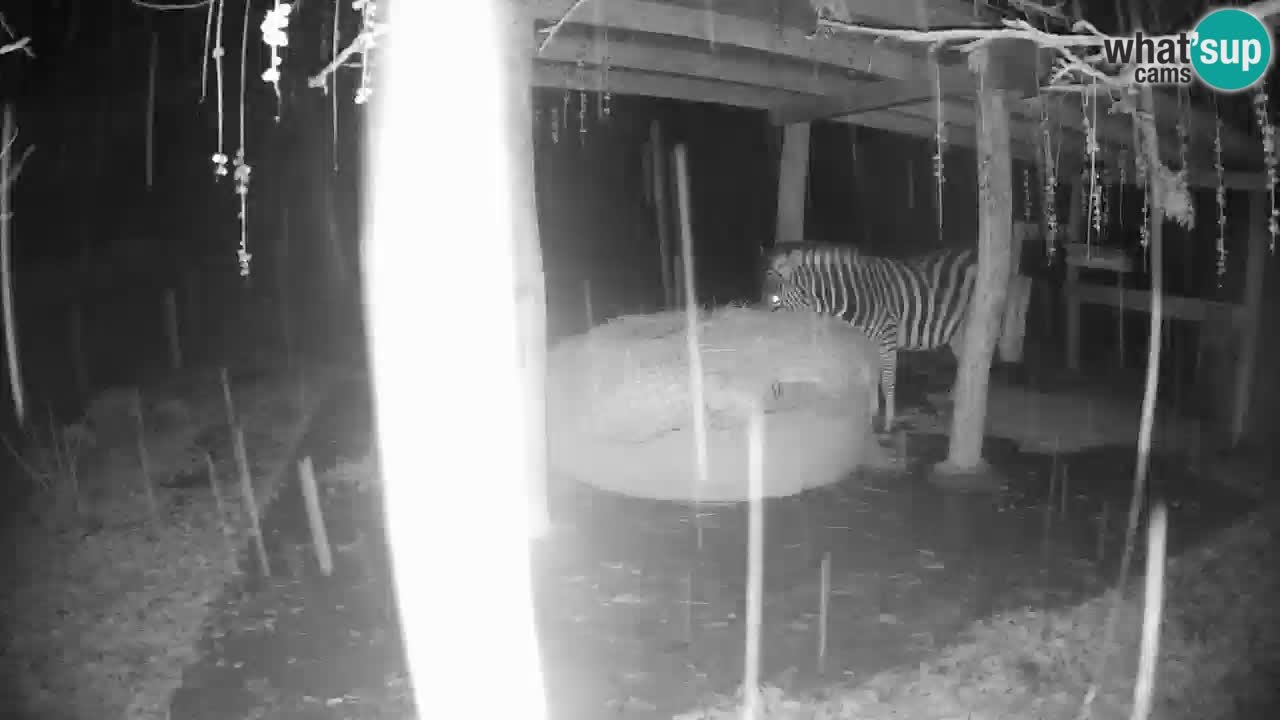 Zebre v živo v živalskem vrtu Ljubljana ZOO spletne kamere