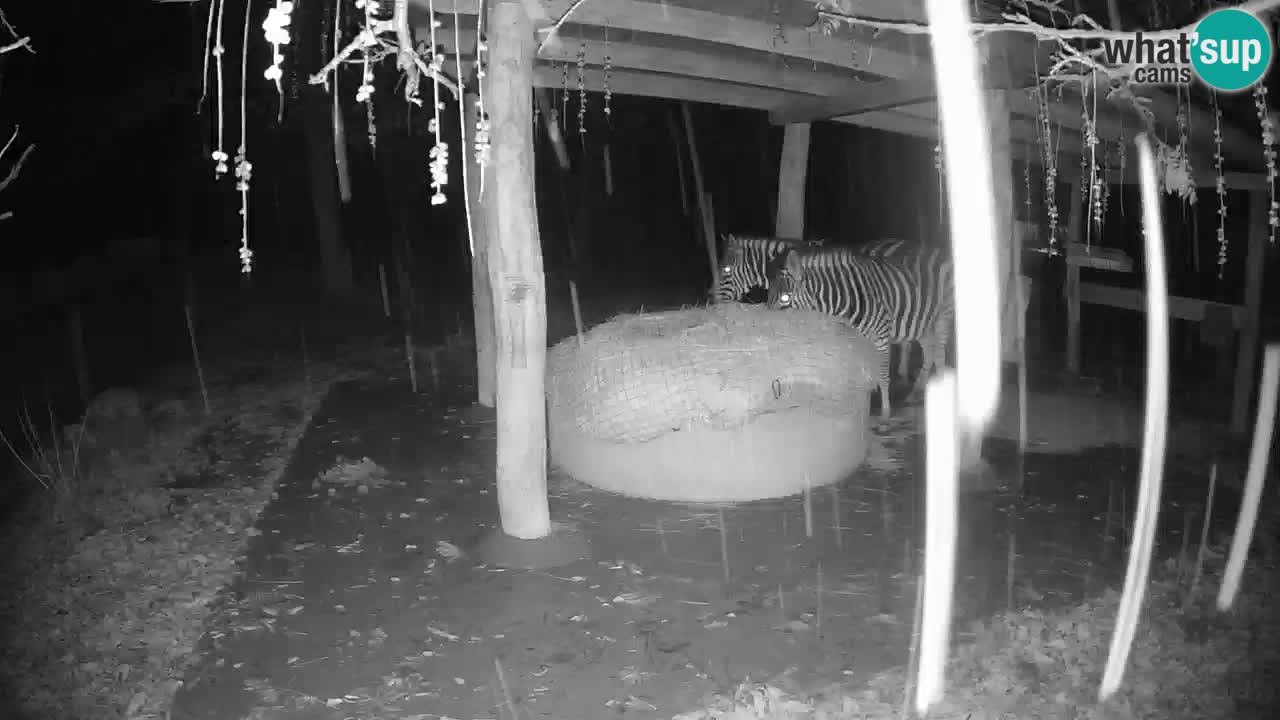 Live Webcam Zebras in Ljubljana ZOO – Slowenien