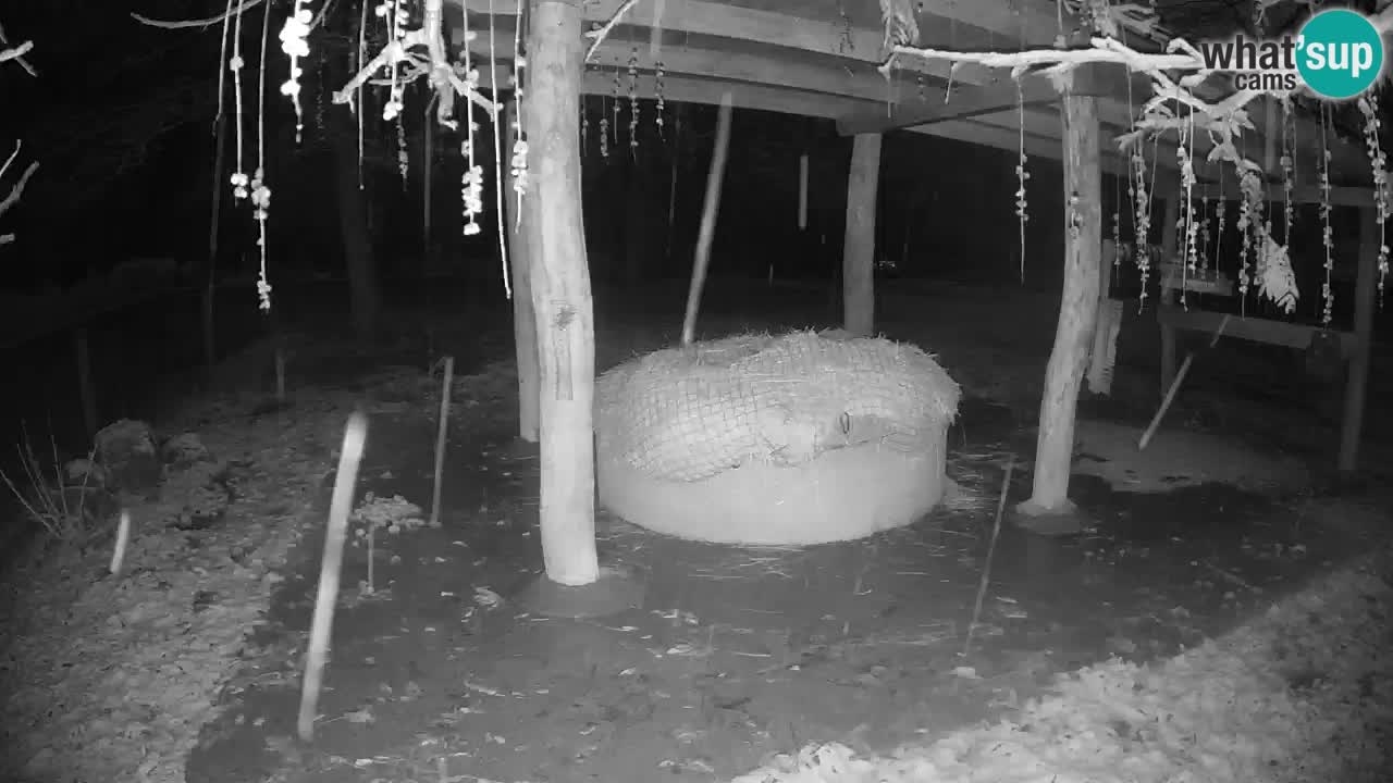 Live Webcam Zebras in Ljubljana ZOO – Slowenien