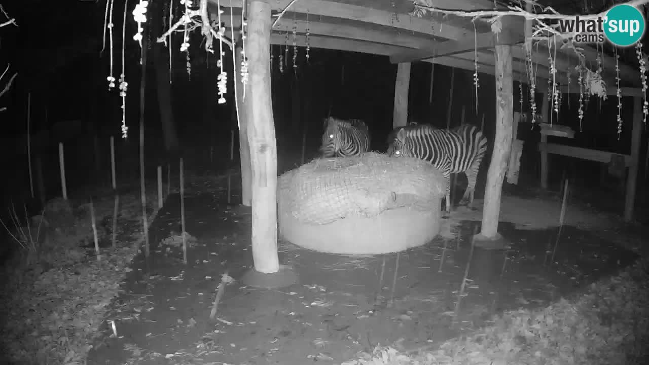 Live Webcam Zebras in Ljubljana ZOO – Slowenien