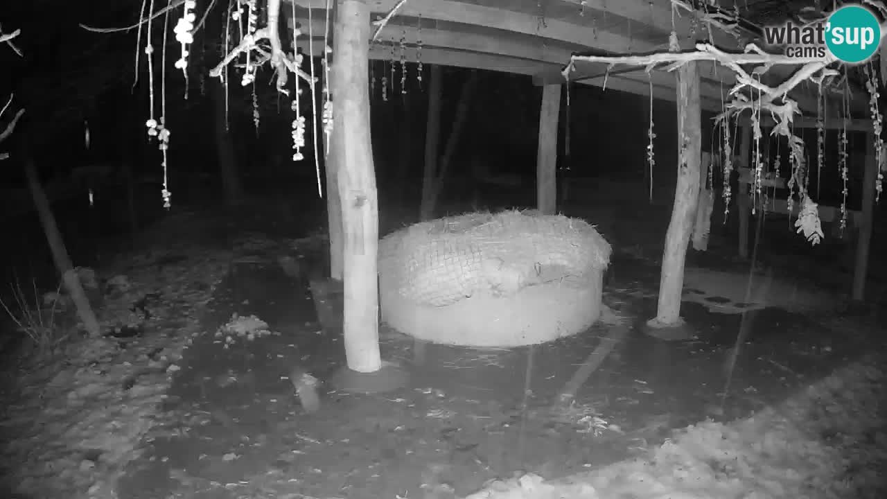 Live Webcam Zebras in Ljubljana ZOO – Slowenien