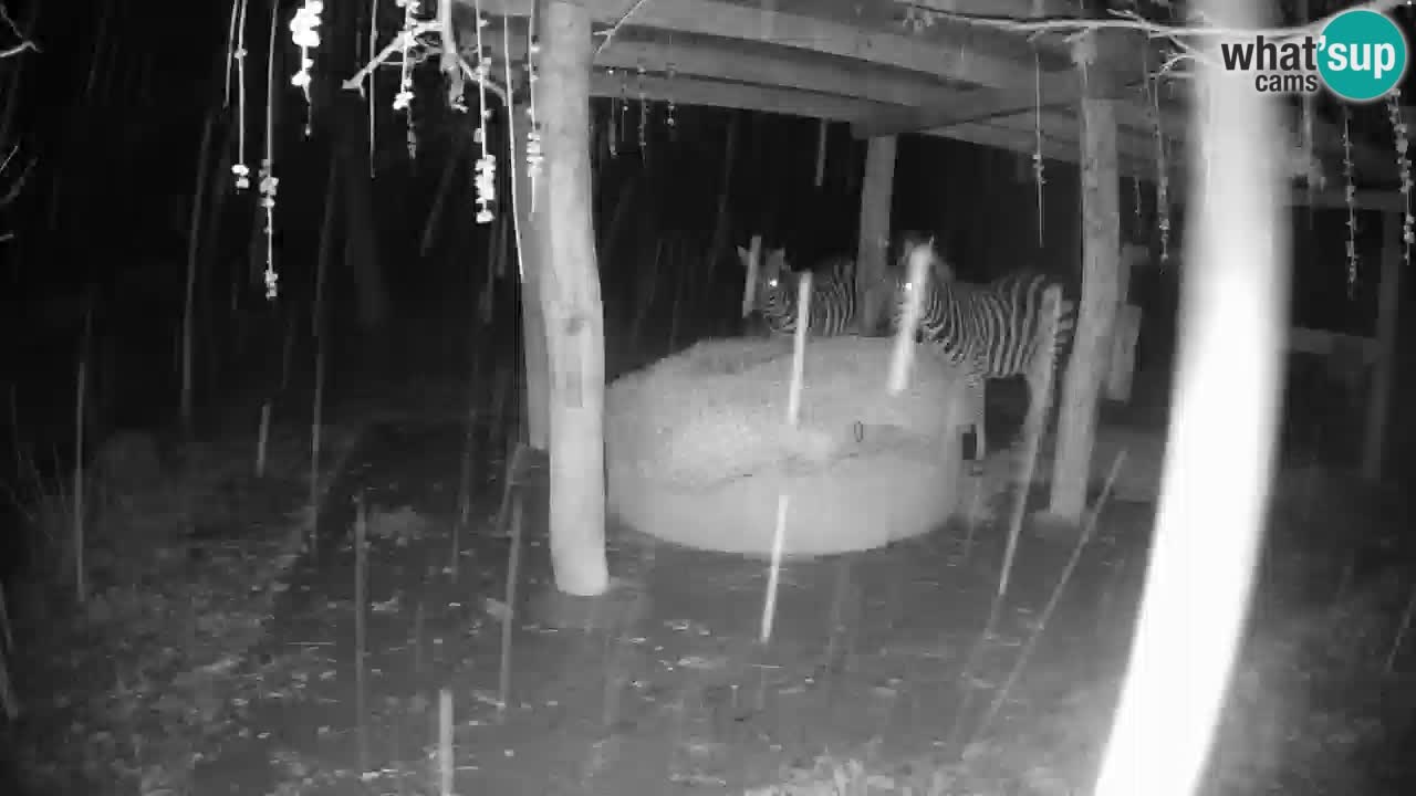 Le Zebre nello ZOO di Ljubljana – Slovenia Live webcam