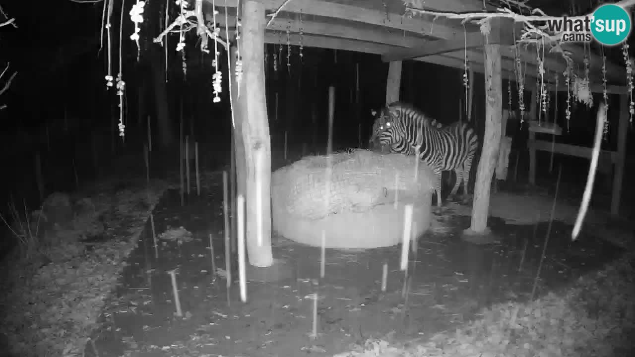 Zebre v živo v živalskem vrtu Ljubljana ZOO spletne kamere