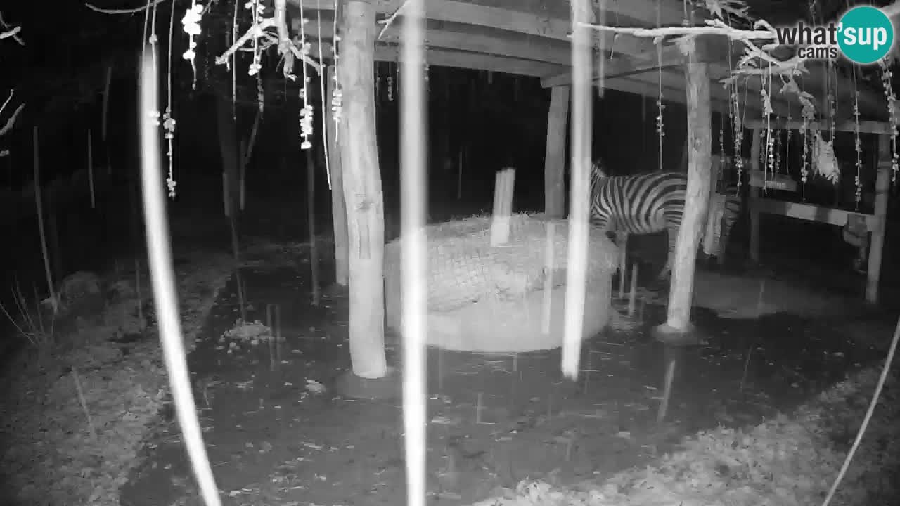 Le Zebre nello ZOO di Ljubljana – Slovenia Live webcam