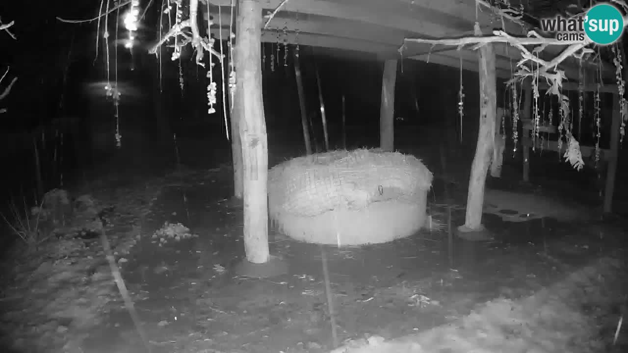 Live Webcam Zebras in Ljubljana ZOO – Slowenien