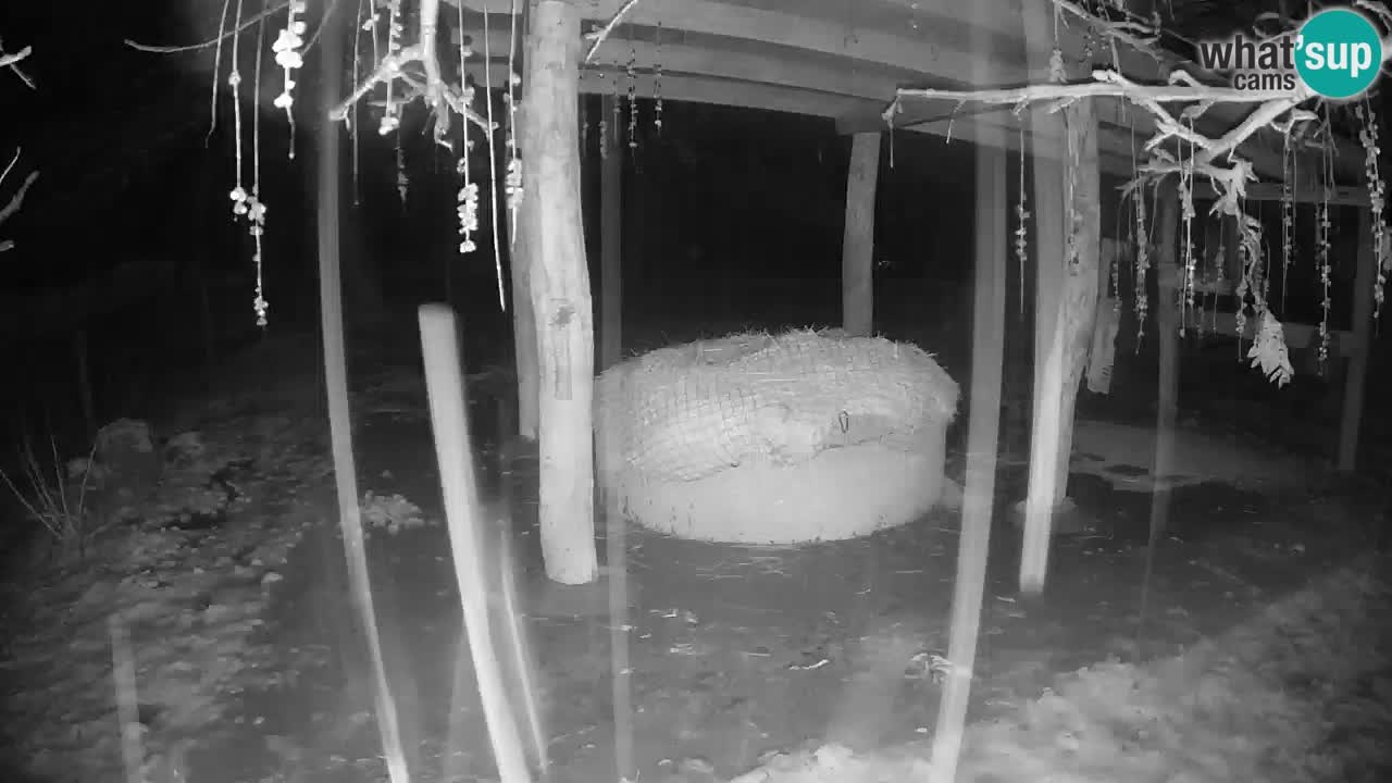 Le Zebre nello ZOO di Ljubljana – Slovenia Live webcam