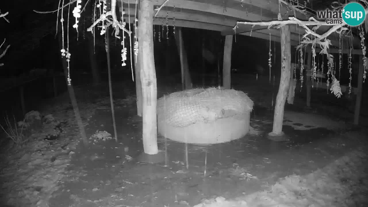 Le Zebre nello ZOO di Ljubljana – Slovenia Live webcam