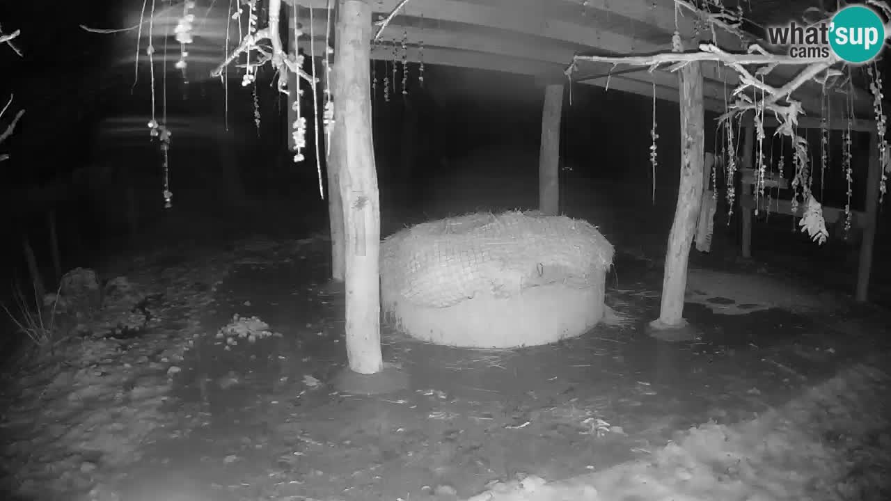 Live Webcam Zebras in Ljubljana ZOO – Slowenien