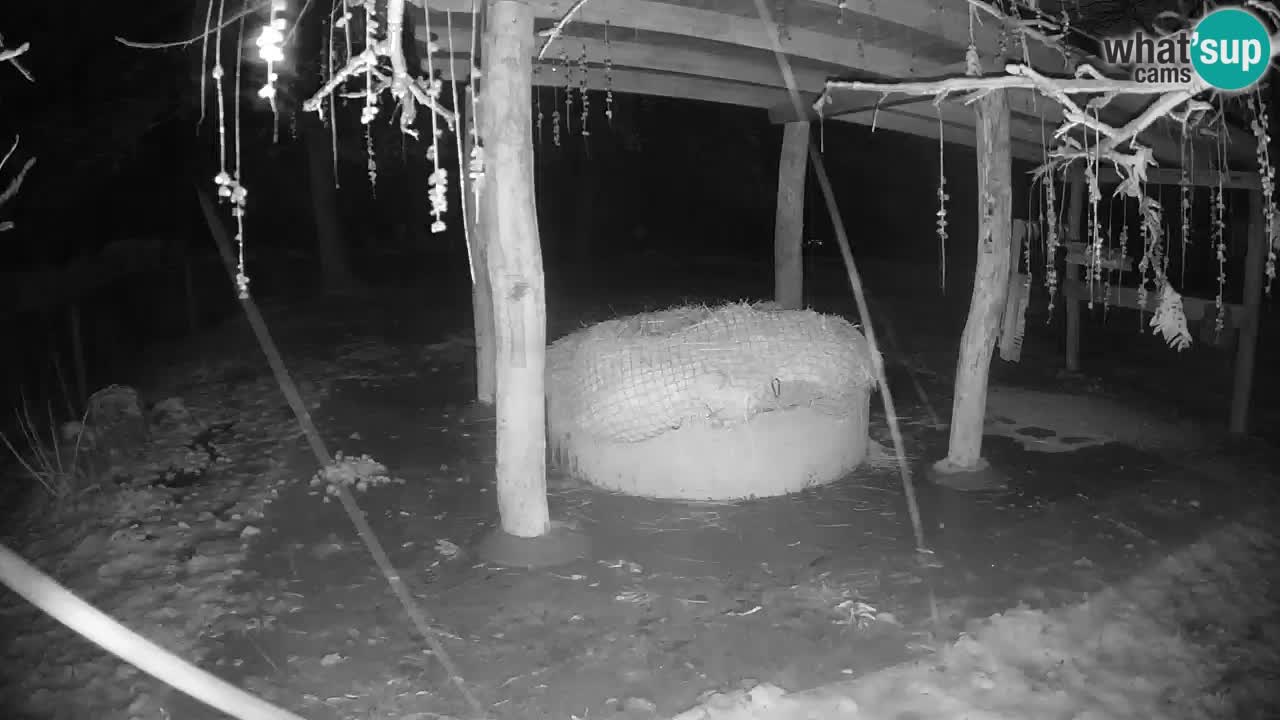 Le Zebre nello ZOO di Ljubljana – Slovenia Live webcam