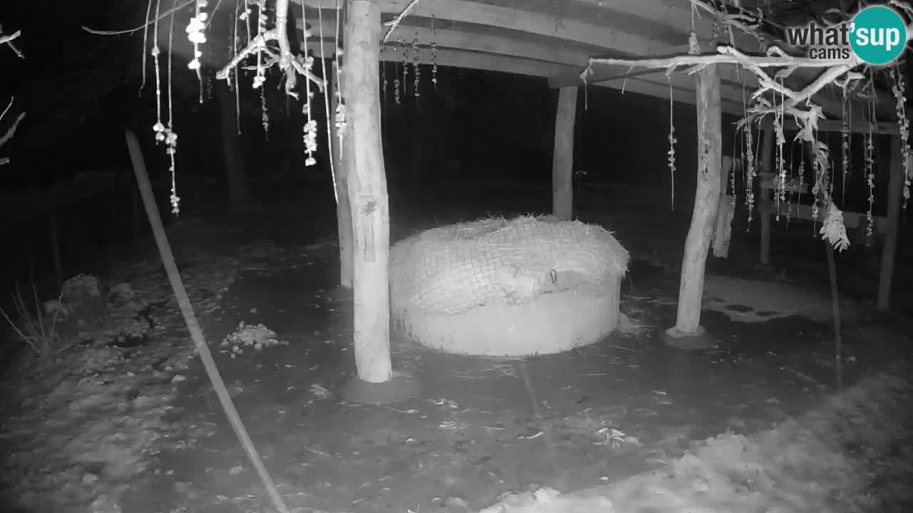 Live Webcam Zebras in Ljubljana ZOO – Slowenien