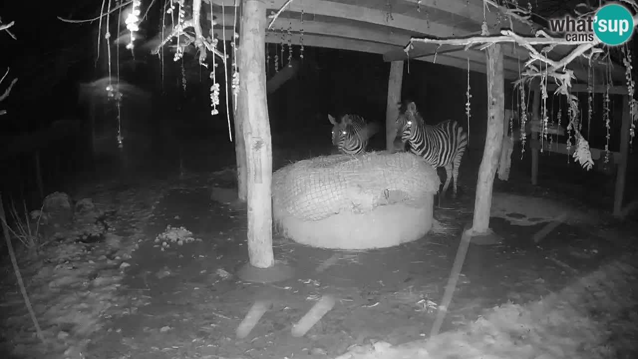 Le Zebre nello ZOO di Ljubljana – Slovenia Live webcam