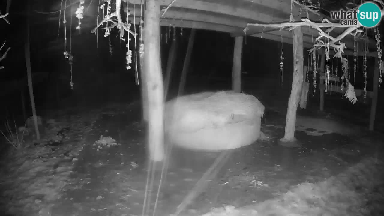 Le Zebre nello ZOO di Ljubljana – Slovenia Live webcam