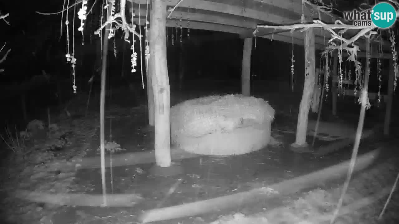 Camera en vivo Cebras in Ljubljana ZOO – Eslovenia