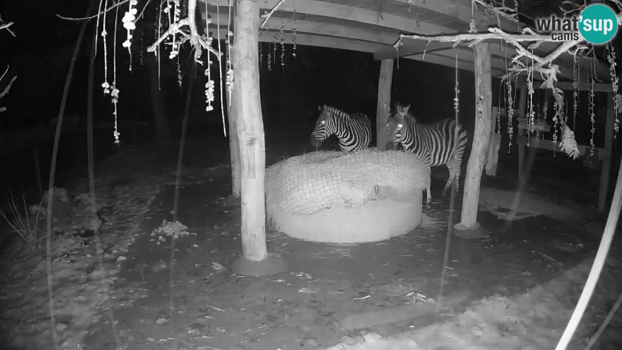 Zebre v živo v živalskem vrtu Ljubljana ZOO spletne kamere