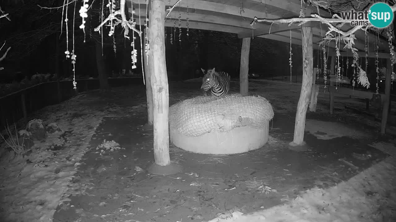 Le Zebre nello ZOO di Ljubljana – Slovenia Live webcam