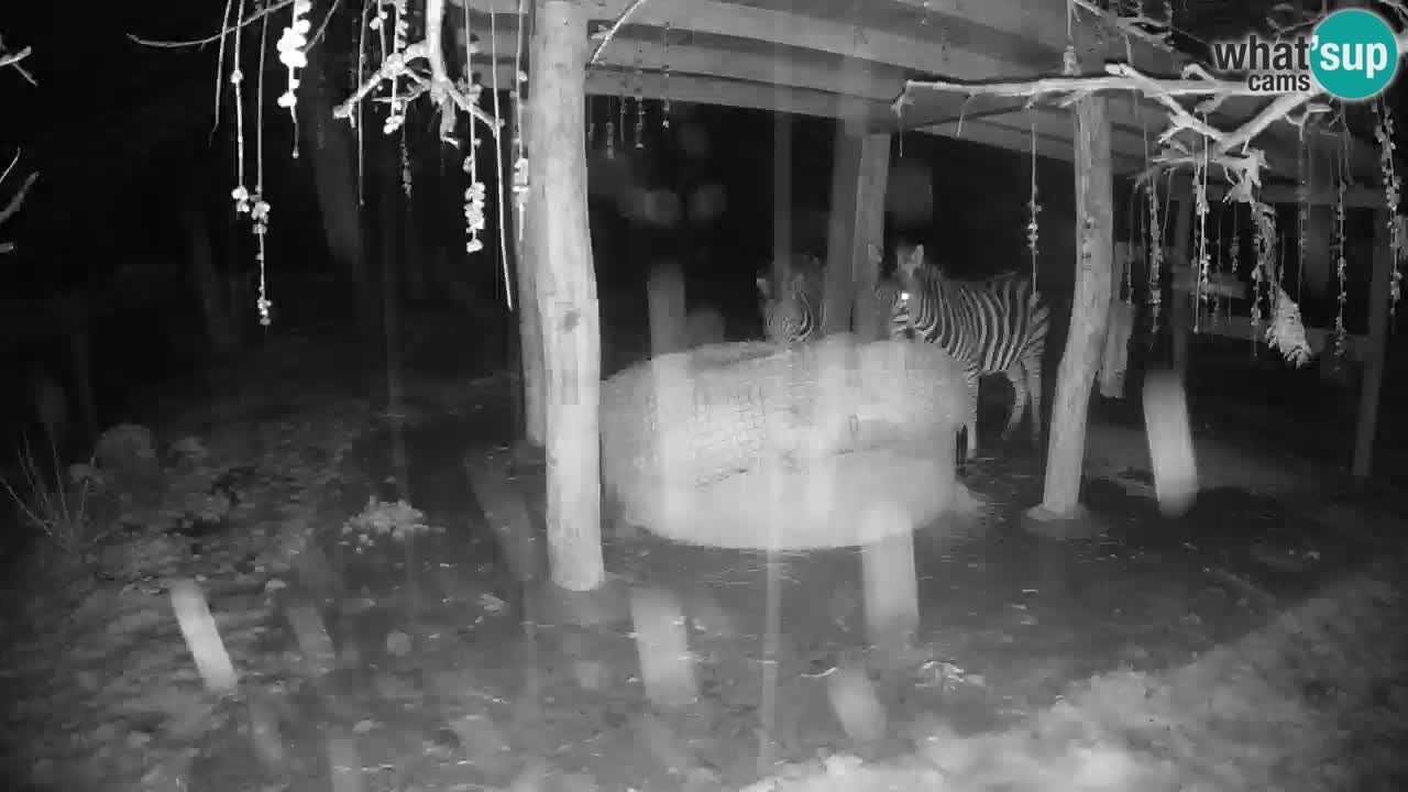 Le Zebre nello ZOO di Ljubljana – Slovenia Live webcam