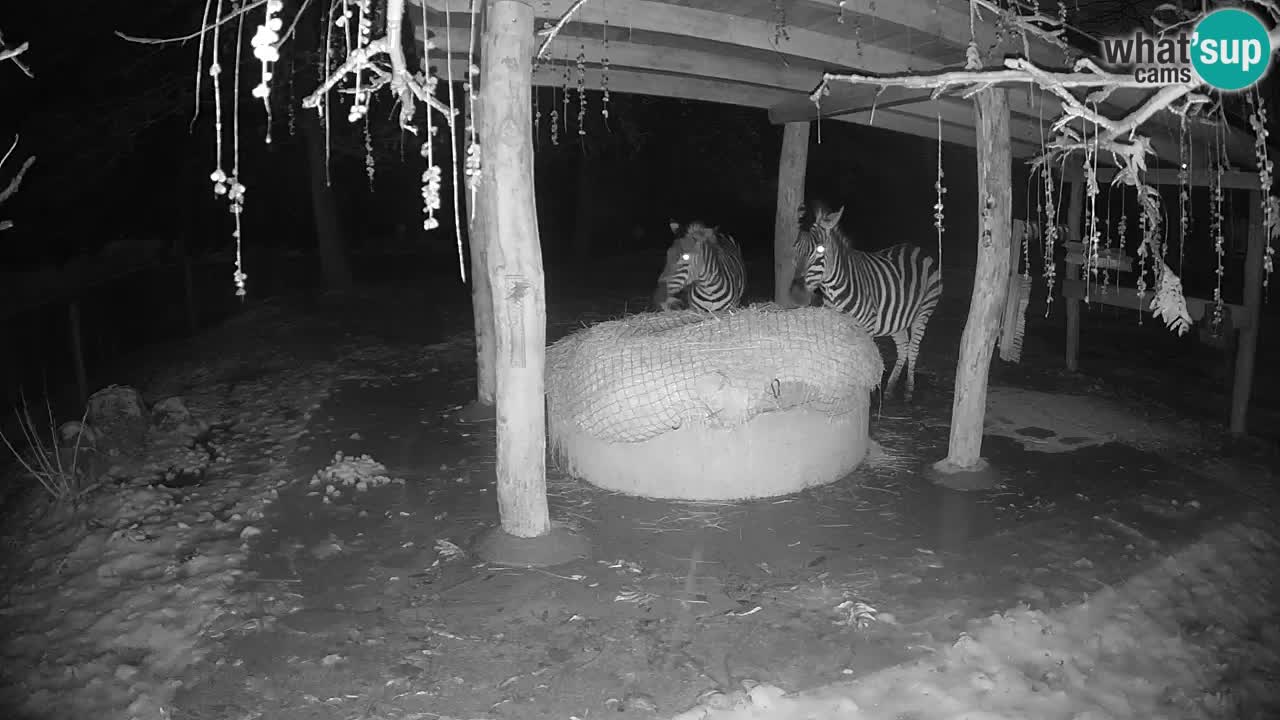 Zebre v živo v živalskem vrtu Ljubljana ZOO spletne kamere