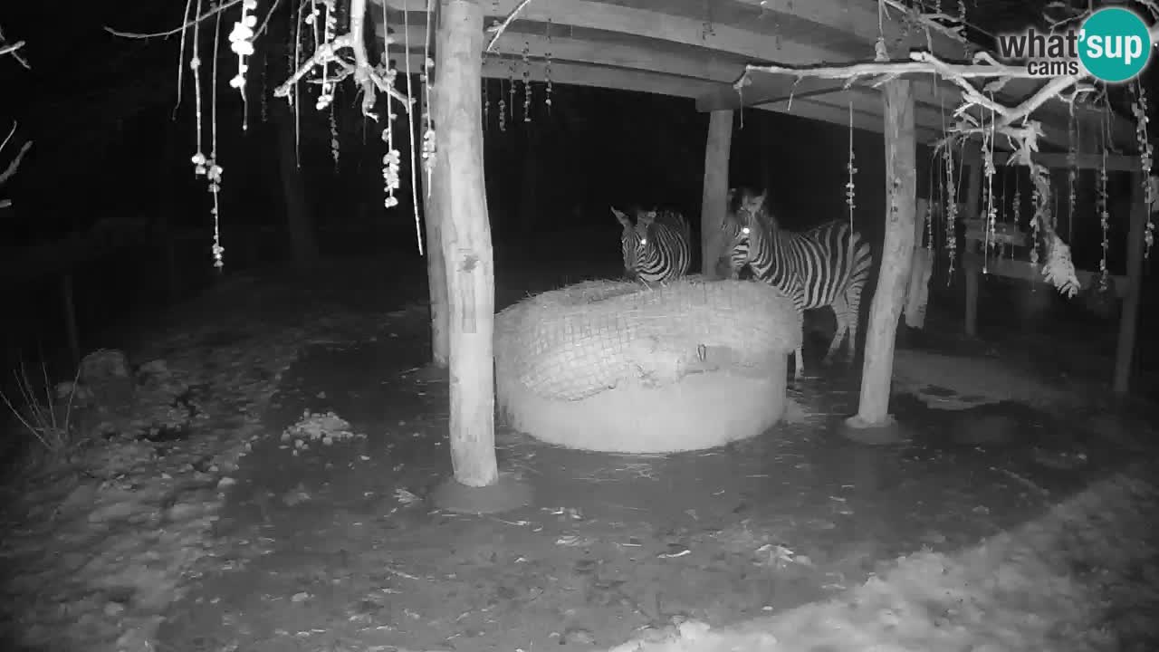 Zebre v živo v živalskem vrtu Ljubljana ZOO spletne kamere