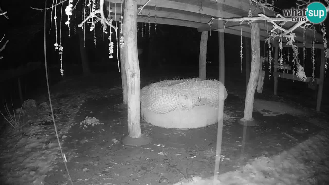 Le Zebre nello ZOO di Ljubljana – Slovenia Live webcam