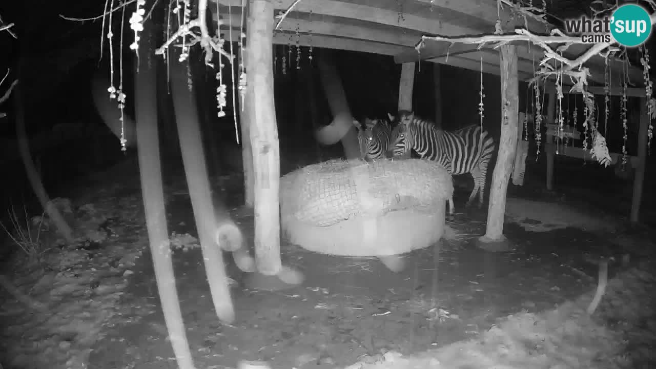 Le Zebre nello ZOO di Ljubljana – Slovenia Live webcam