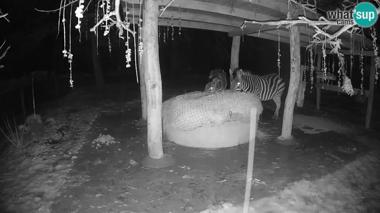 Zebre v živo v živalskem vrtu Ljubljana ZOO spletne kamere