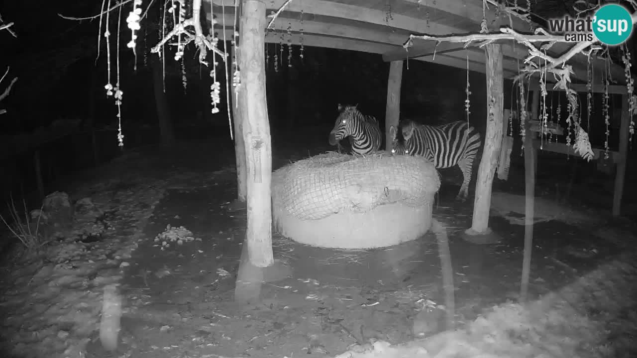 Zebre v živo v živalskem vrtu Ljubljana ZOO spletne kamere