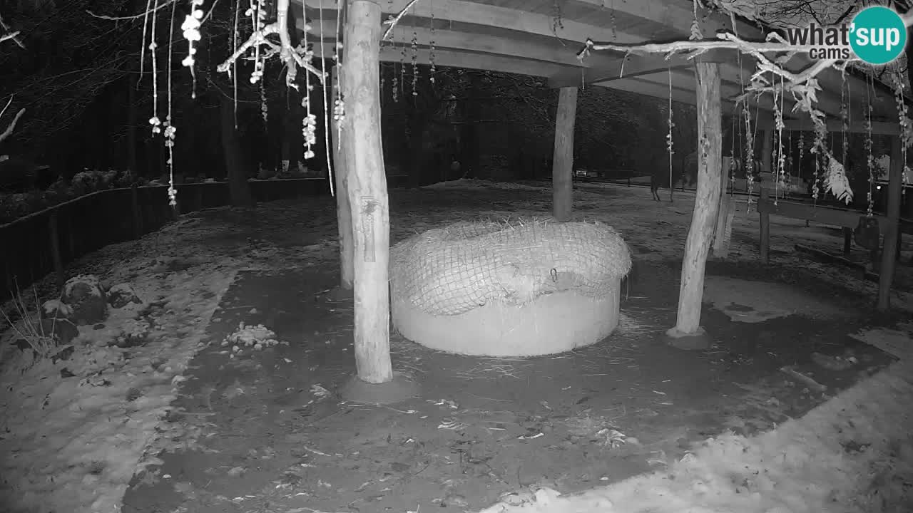 Le Zebre nello ZOO di Ljubljana – Slovenia Live webcam